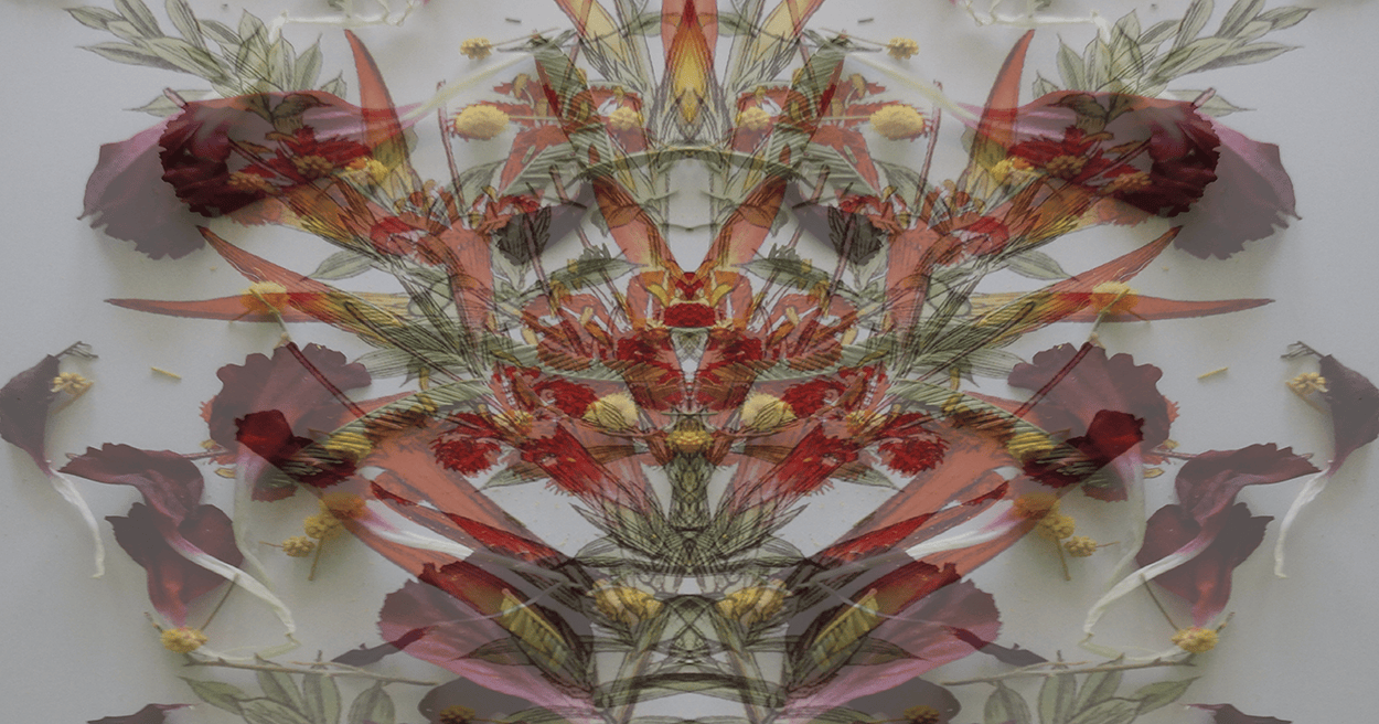 Symmetrical mandala-like arrangement of colorful dried flowers inside a circular floral pattern (abstract artwork).