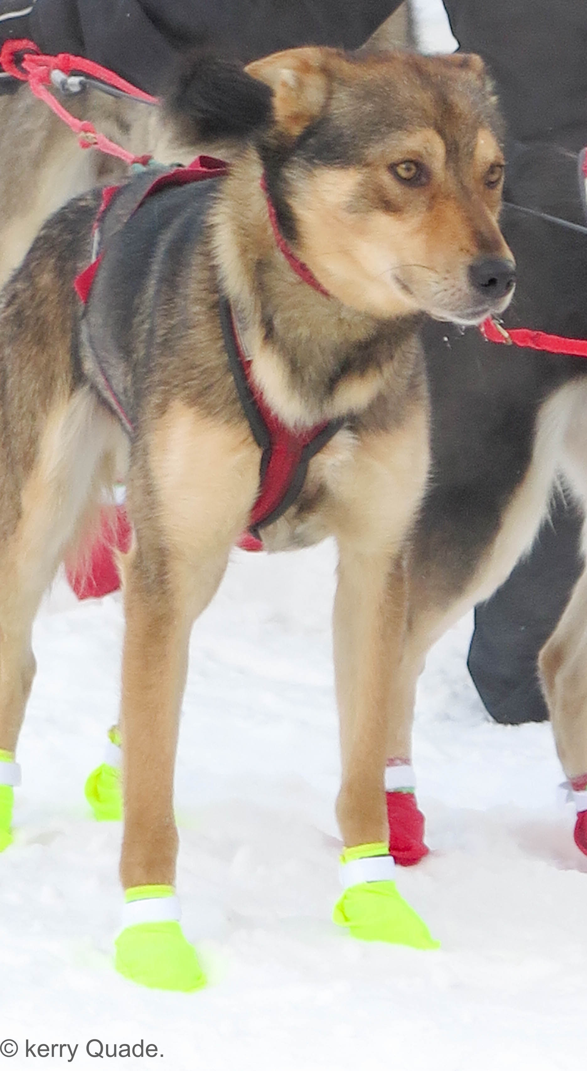 mukluk
