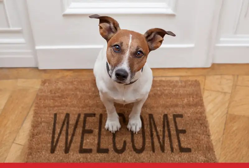 Keslar Insurance - Pet Insurance Coverage