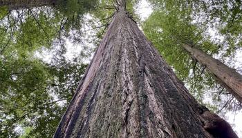 A giant redwood tree in a forest along the Oregon Coast rises high up into the sky. Spindly branches pop out before rich green foliage fills in the canopy. The bark of the tree is weathered black texture.