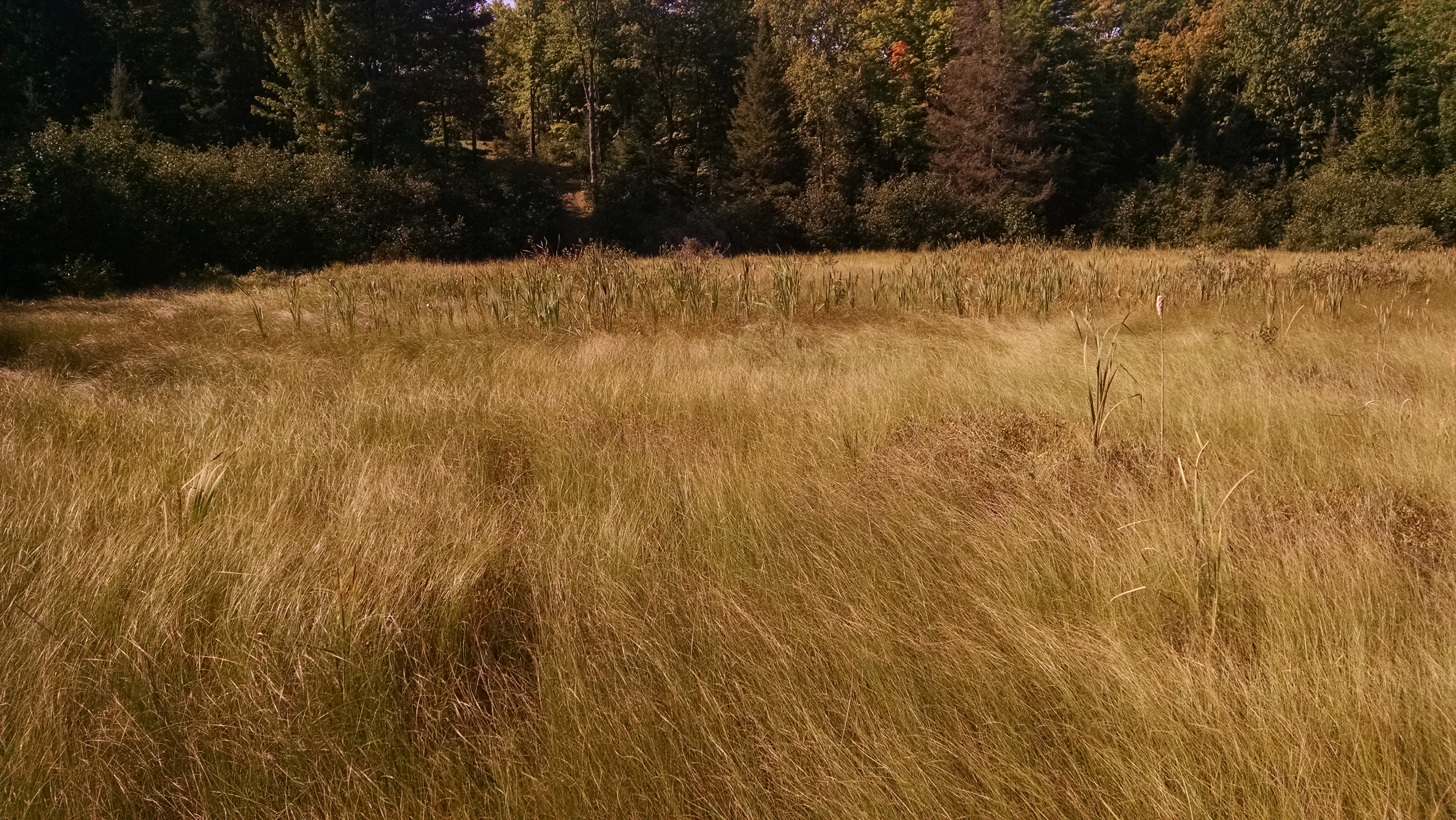 Marsh, Boulder Junction, Wisconsin