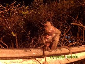 monkey