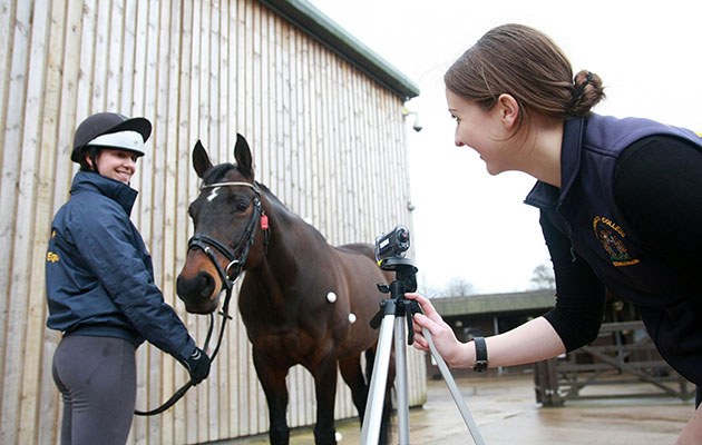 Replay The Live Careers Web Chat With Reaseheath College Horse Hound - Ultra HD Vintage Designs for Desktop