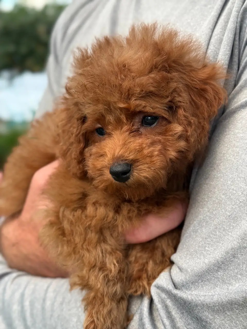 Piper, the Mini Poodle