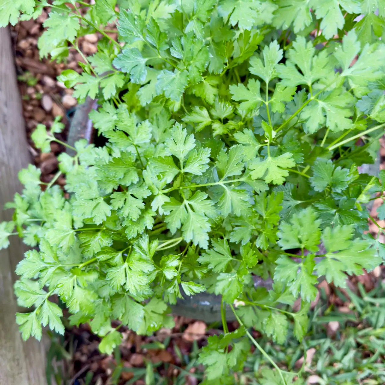 Italian Parsley growing in a container garden