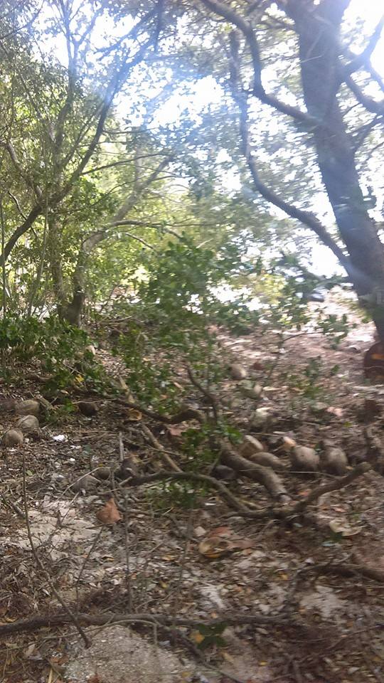 Every day is Earth Day for these guys - A tree in a forest - Florida Keys