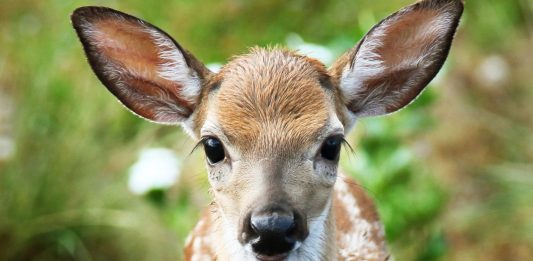 Endangered Local Species May Lose Federal Protection - A close up of an animal - Florida Keys