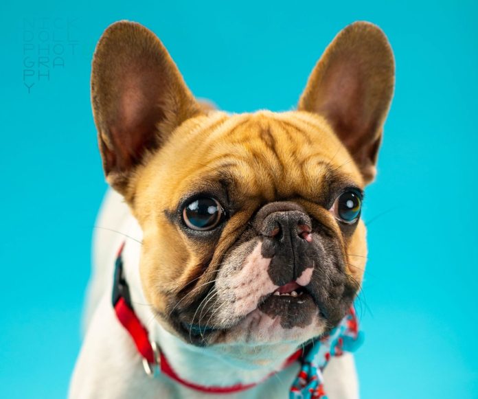 SPCA2 A Better City for Pets…Officially – Key West Awarded Animal Friendly Designation - A dog wearing a red hat and looking at the camera - French Bulldog