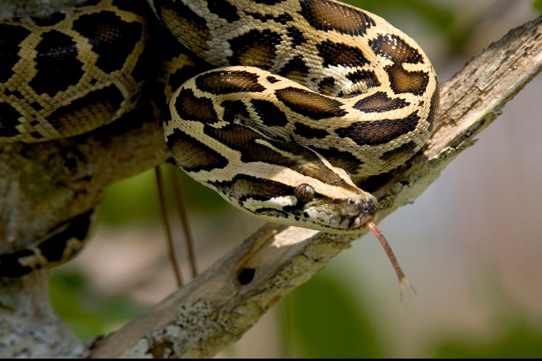 Burmese Python Burmese Python