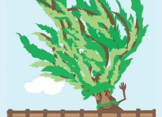 Book ‘Fred the Tree’ delights young and old Book ‘Fred the Tree’ delights young and old - A close up of a map - Fred the Tree