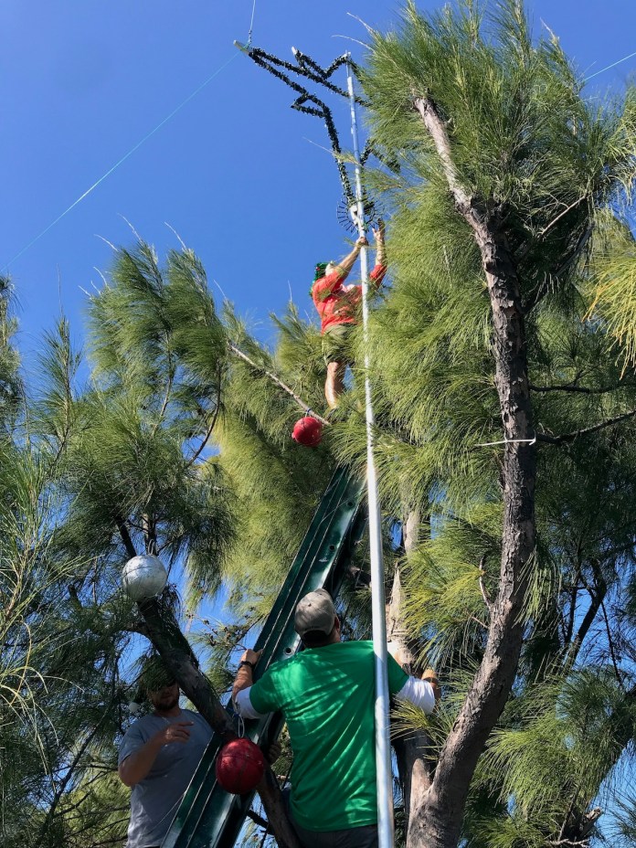 ELVES DRESS FRED – Keys tree sends seasonal beacon - A group of palm trees next to a tree - National park