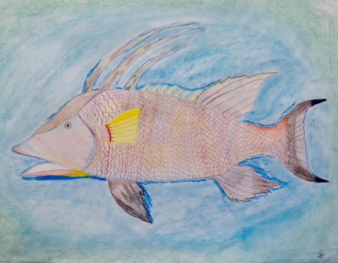 MHS students team up to raise awareness with visual storytelling - A fish swimming under water - Northern red snapper