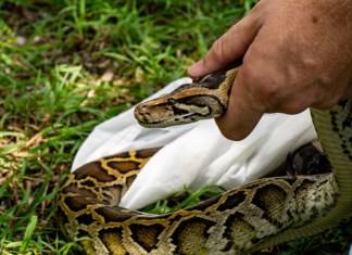 Snakes be gone – 5,000 pythons removed from Everglades