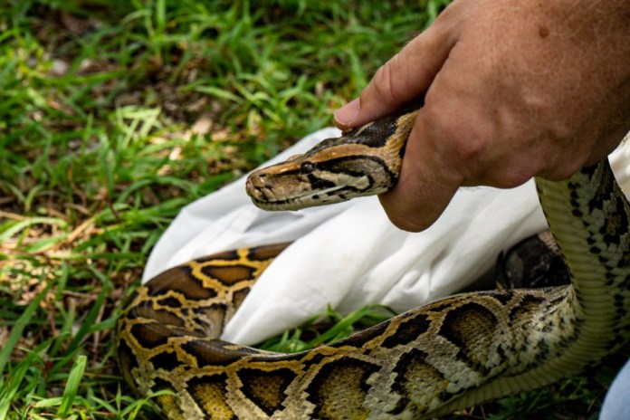 Python-7