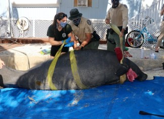 FWC Rescues Injured Manatee Caught in Monofilament