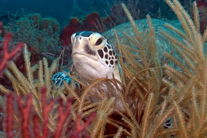 Turtle