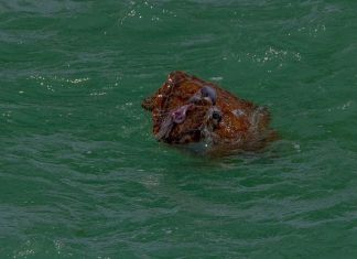 RACE WEEKEND DEADLY FOR AT LEAST ONE SEA TURTLE a sea turtle swimming in the ocean