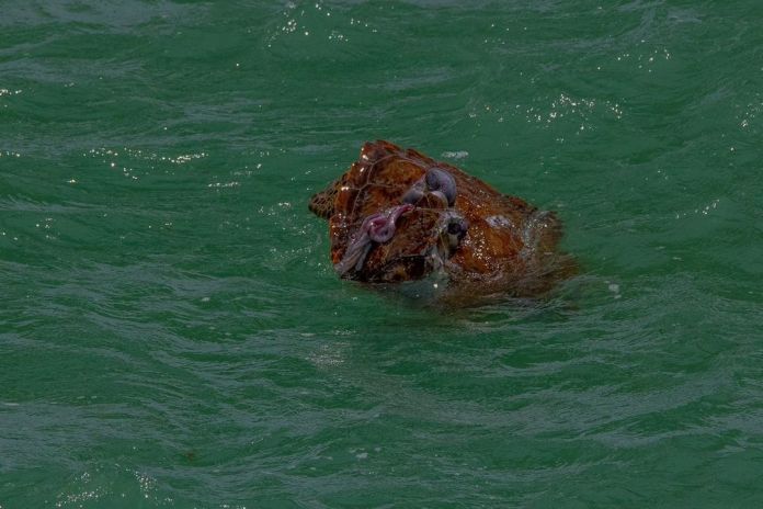 a sea turtle swimming in the ocean