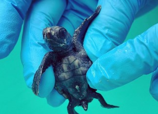 WHAT DOES THE UNPRECEDENTED MARINE HEAT WAVE MEAN FOR THE FUTURE OF KEYS’ AQUATIC LIFE? a small turtle being held in a gloved hand