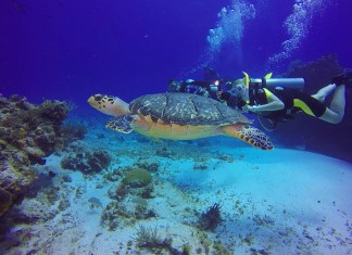 ‘DESTINATION DIVE’ TV SHOW ON DISCOVERY FEATURES FLORIDA KEYS a man scubas with a turtle in the ocean
