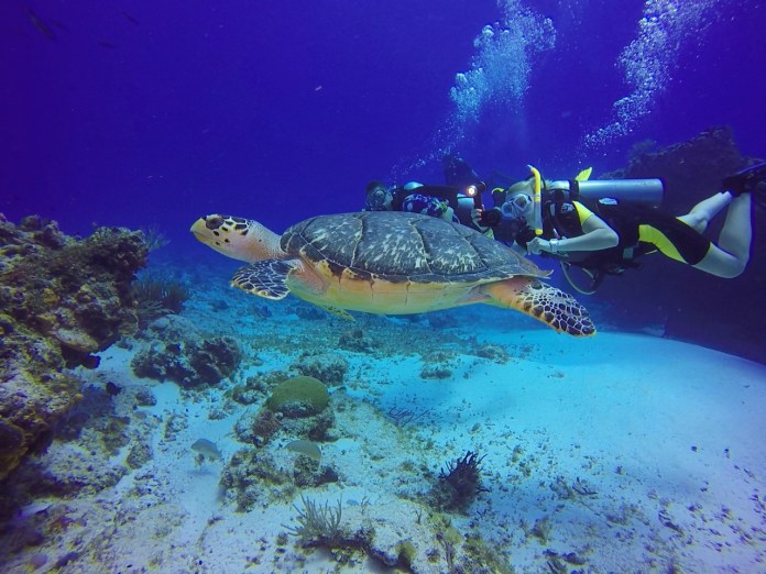 a man scubas with a turtle in the ocean