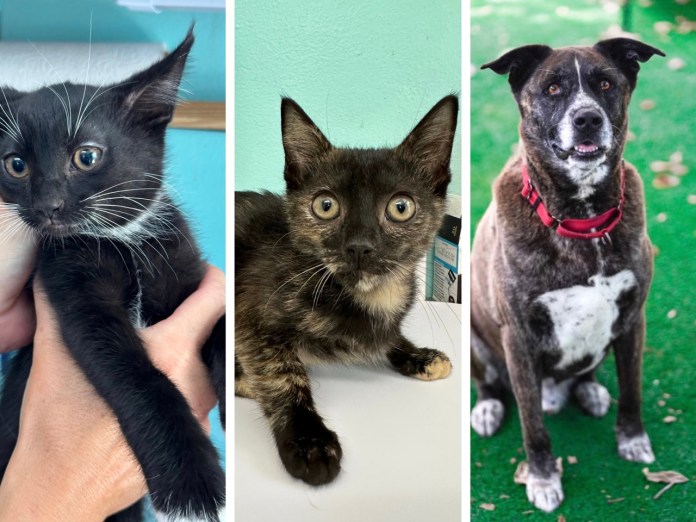 a collage of photos of cats and dogs