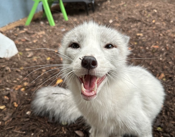 a small white animal sitting on top of a dirt ground