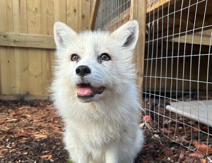 a small white dog sitting in the dirt