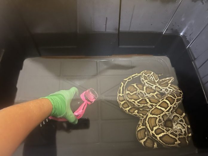 a person pointing at a snake in a cage