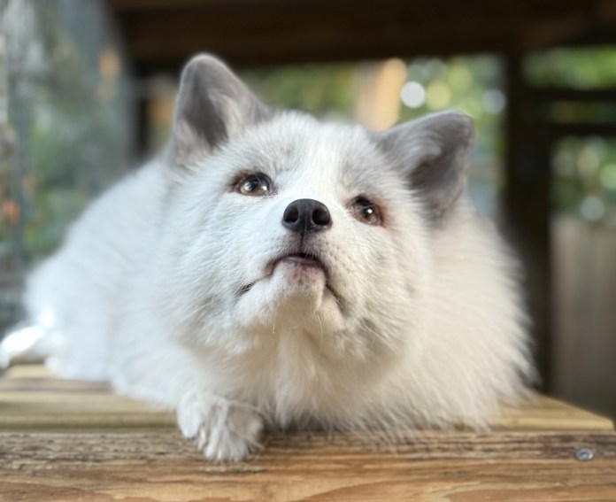 image0 a white dog sitting on top of a wooden table
