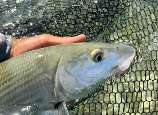 a person holding a fish in a net