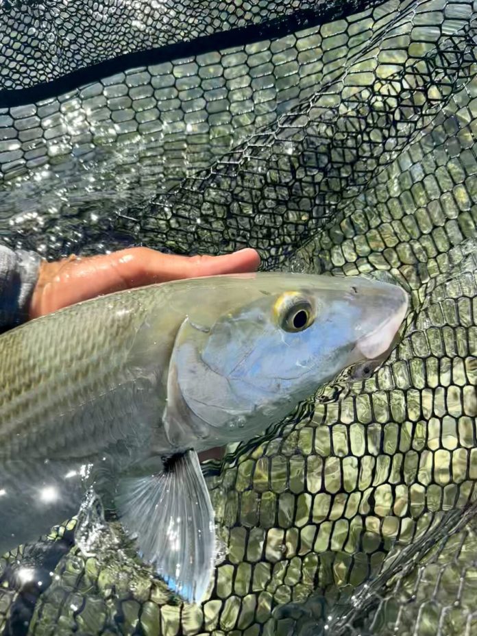 Bonefish a person holding a fish in a net