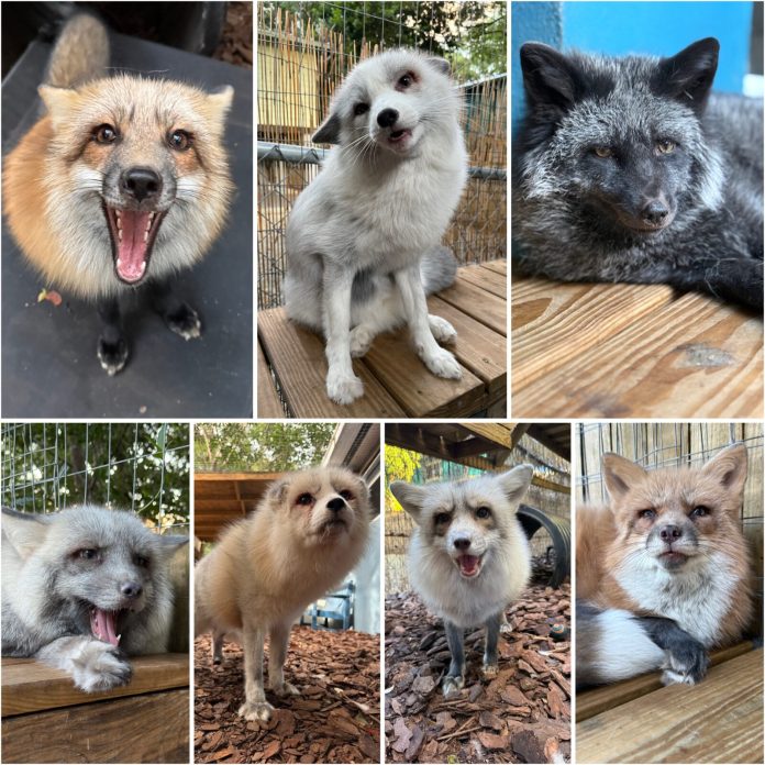 Foxes