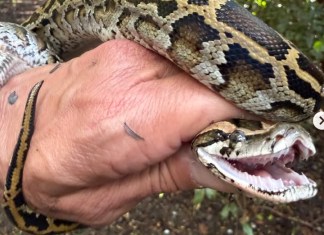 a person holding a large snake in their hand