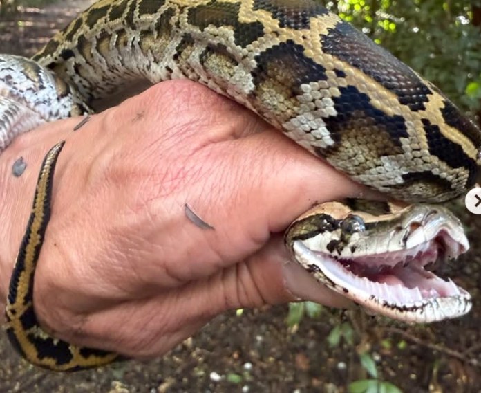 a person holding a large snake in their hand