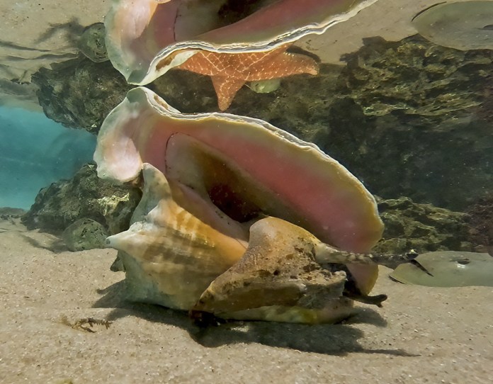 conch