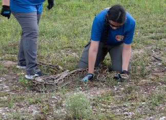Florida Python Challenge seeks to remove nonnative species from Everglades