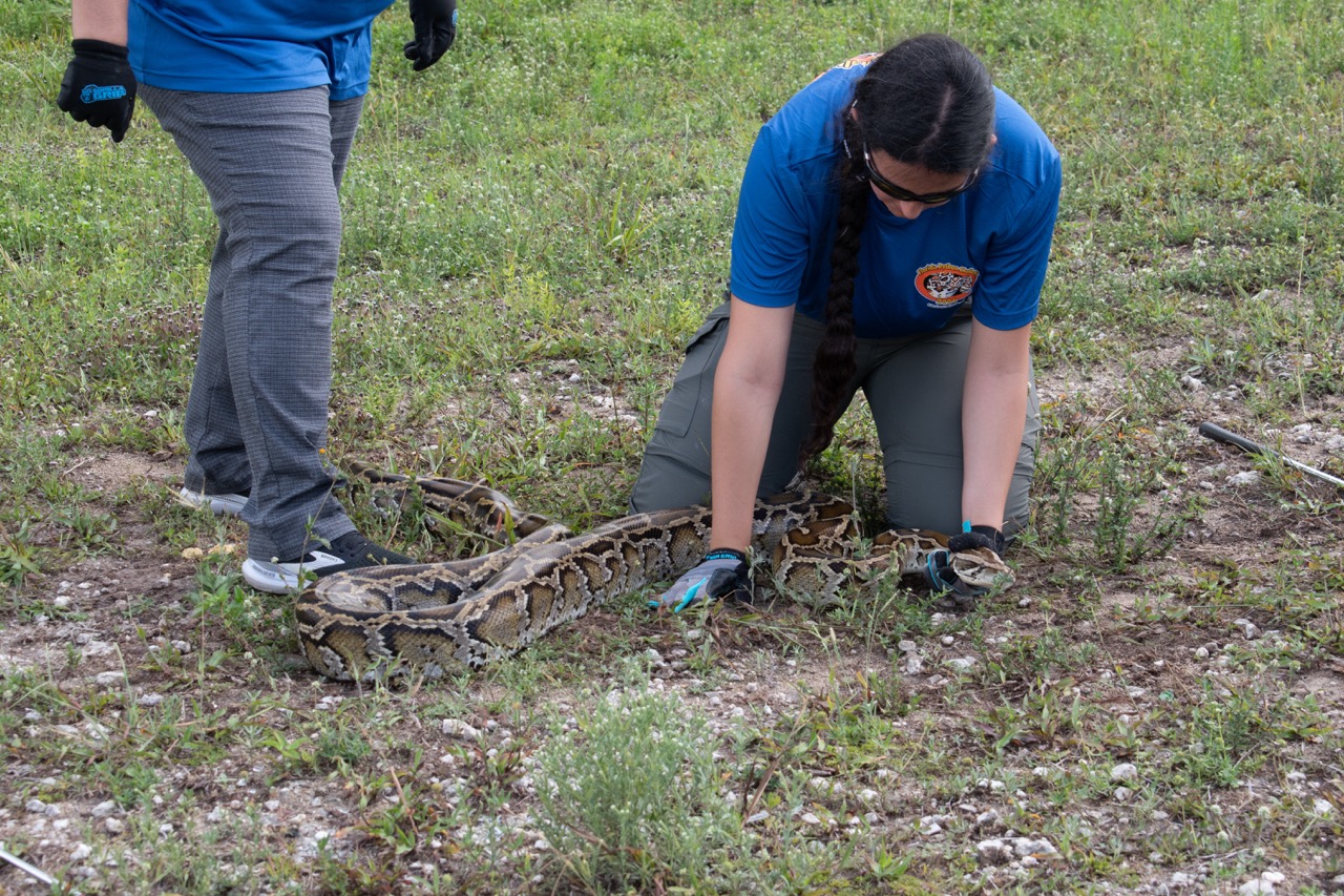 Florida Python Challenge seeks to remove nonnative species from Everglades