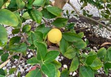 Keys History: The curious case of the Key lemon