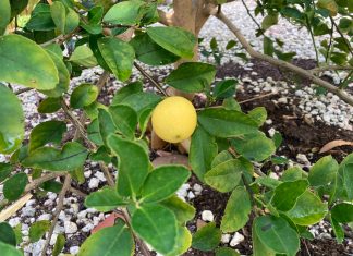 Keys History: The curious case of the Key lemon