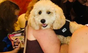 By shannon larson globe staff, updated july 19, 2021, 7:55 a.m. 1 Person Dead 7 Rescued After Boat Accident In Boston Harbor Newschannel 3 12