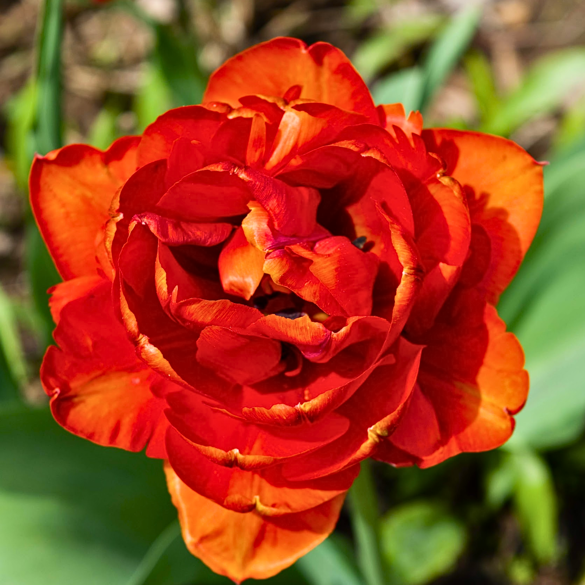 Let Yourself Bloom: Affirmations to Nourish Your Spirit Journal