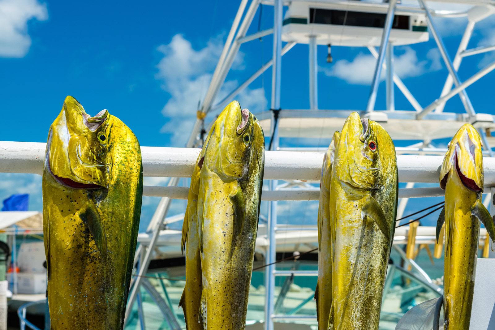 Types Of Key West Fishing Fishing Charters Keywest Com