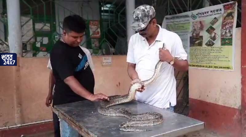 তিস্তার চরে ভেসে এল ৯ ফুট লম্বা ক্ষতবিক্ষত পাইথন, জরুরি অপারেশন করে সুস্থ করার চেষ্টা, পড়ল ২০টি সেলাই