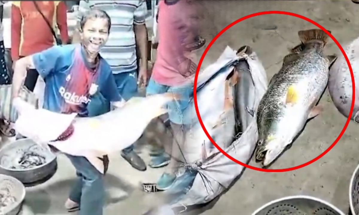 Bhetki Fish changed the fate of Fisherman