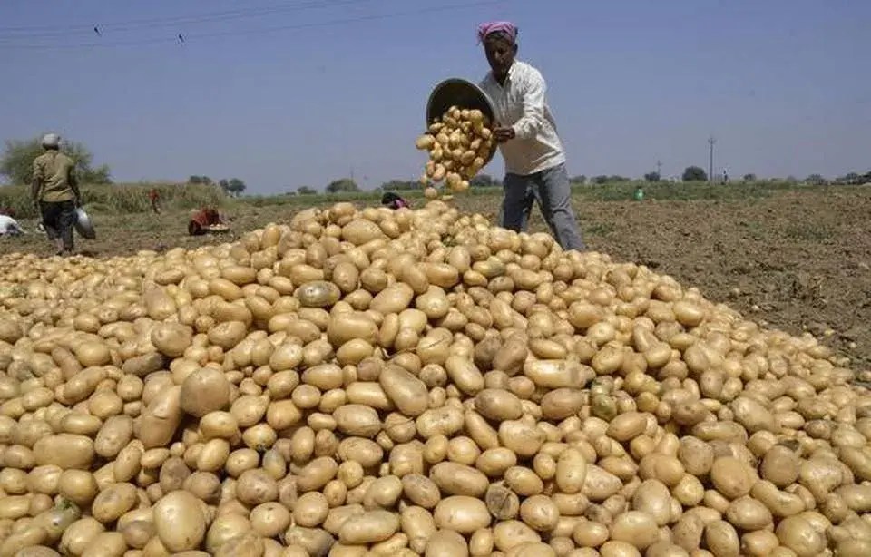 potato, price, increase, potato supply, potato businessmen, supply suspended