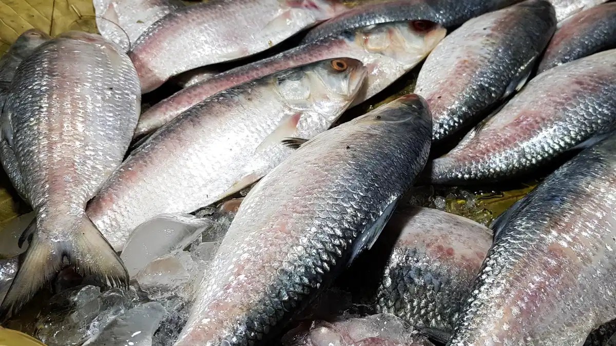 Hilsa fish, Inia, supply, reduced, Bangladesh, current situation