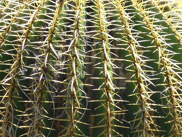 Cactus