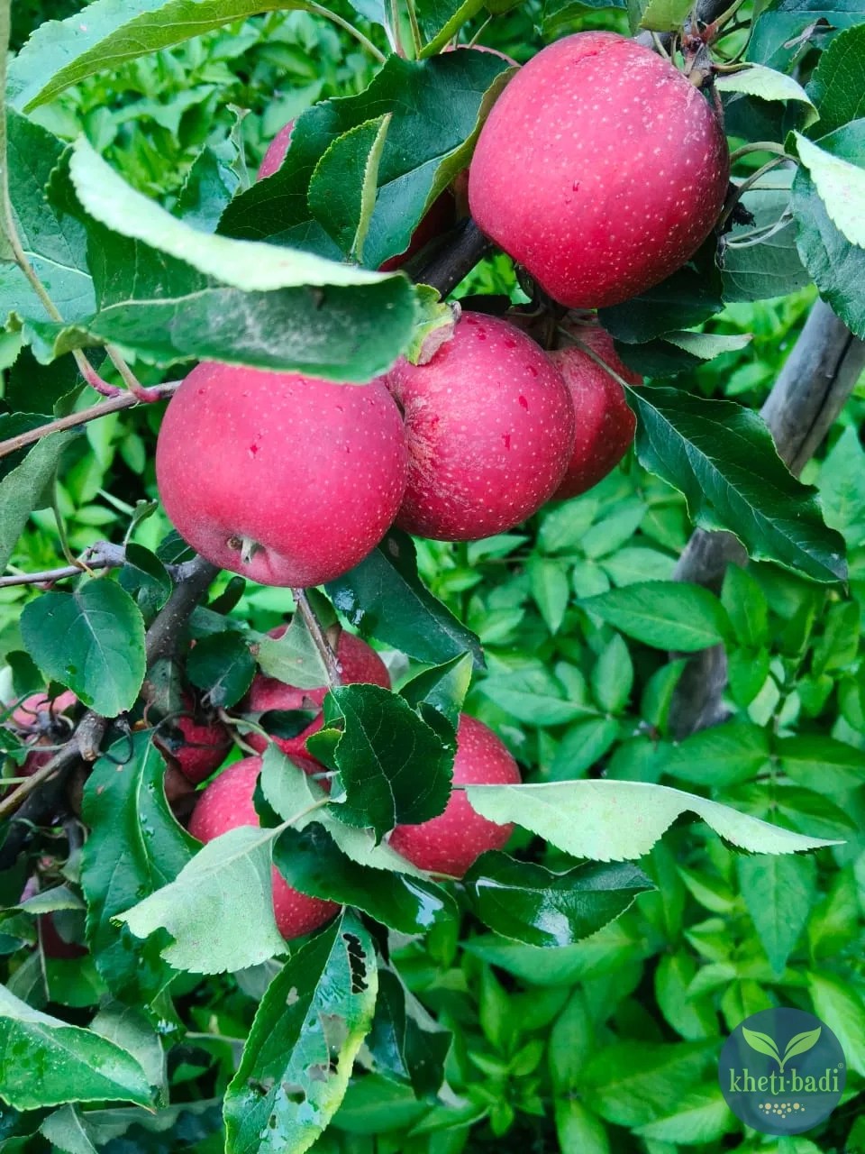 Red Organic Apples from Kheti-Badi