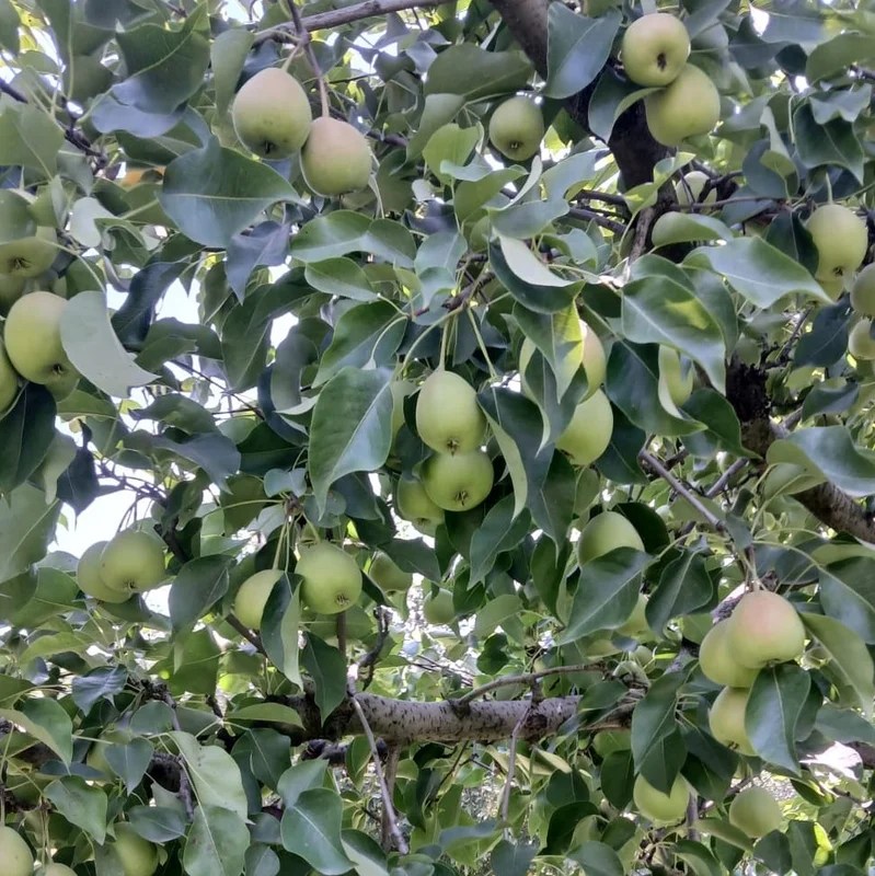 Pear Tree Kheti-Badi